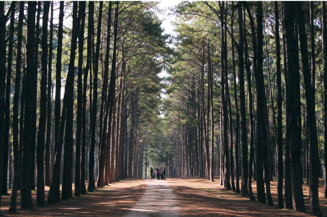 park walk.